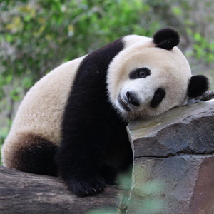 微信分享圖