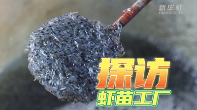 這個(gè)工廠，每天銷售蝦苗約2000萬尾