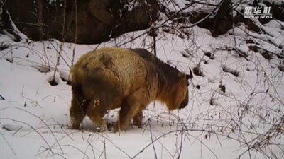 求偶遇！秦嶺野生動物的“盲盒”這樣開