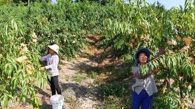 重慶萬州：桃、李產(chǎn)業(yè)美了山鄉(xiāng)富了民
