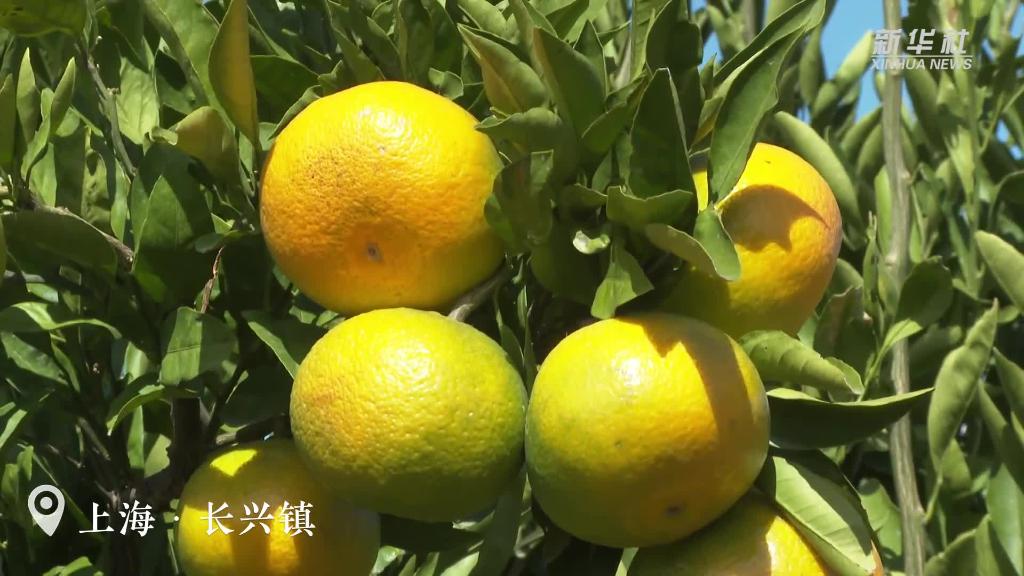 上海：橘子紅了！碩果滿園迎豐收