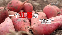 想看看紅薯的“鍍金”之旅嗎？來聽聽“自述”吧！