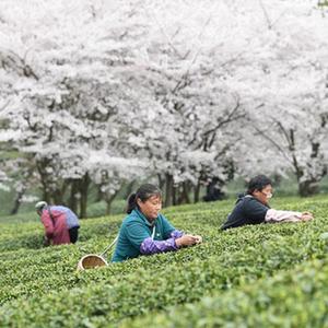 微信分享圖 #(經(jīng)濟(jì))(1)貴州余慶:采摘“明前茶”