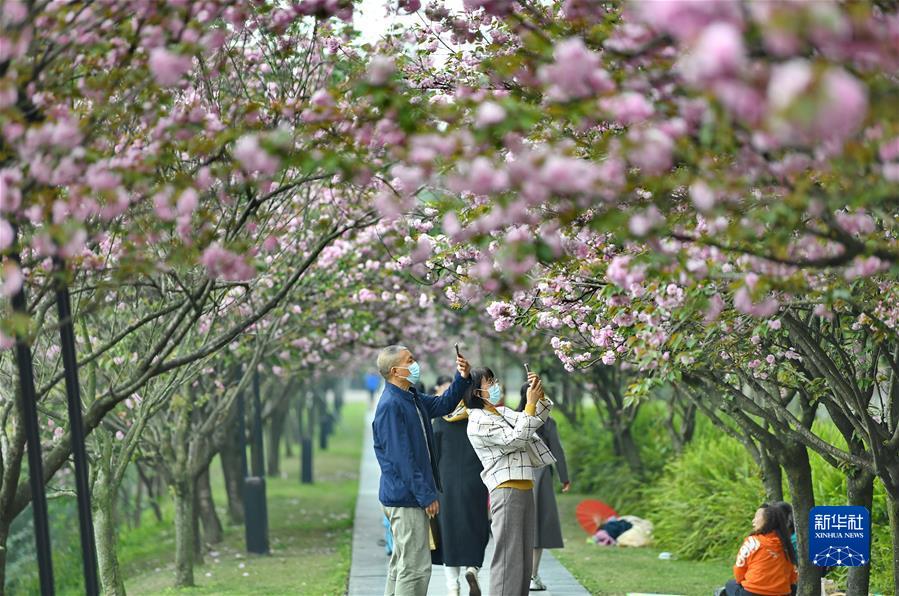 #（社會(huì)）（4）擁抱春天 樂(lè)享春光