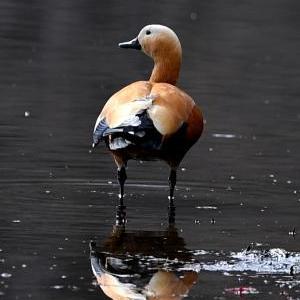 微信分享圖