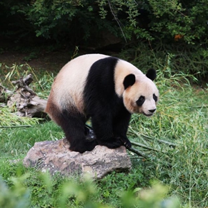 微信分享圖