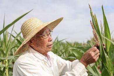 新華全媒+丨87歲，他在三亞南繁又一年