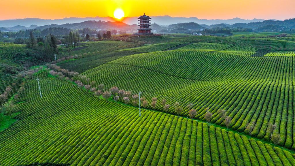 新華全媒+丨萬畝茶海里，一片清明茶的成材之旅