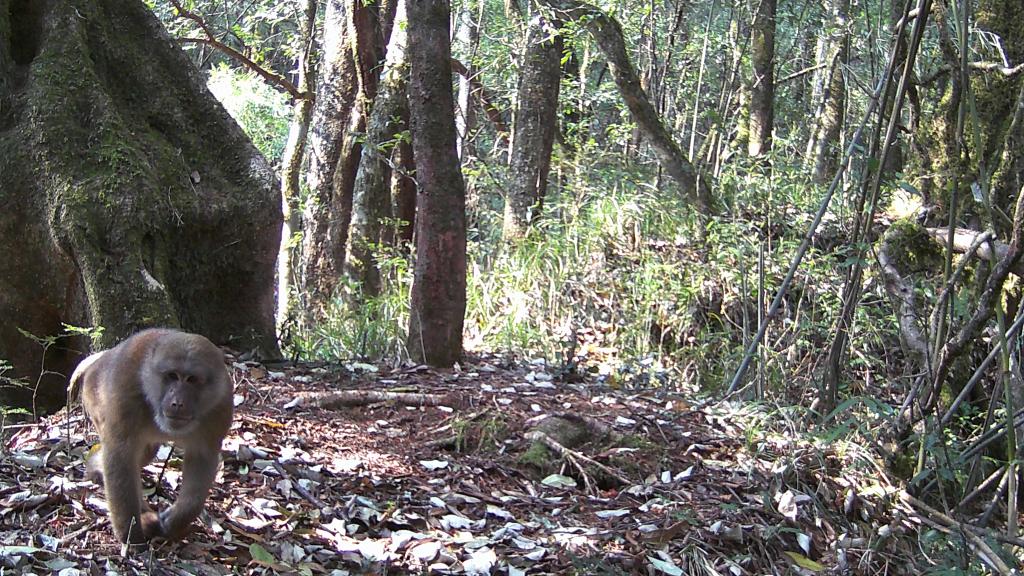 國(guó)道之行 從雪山奔向大海｜高黎貢山，該讓這些寶貝“亮相”了