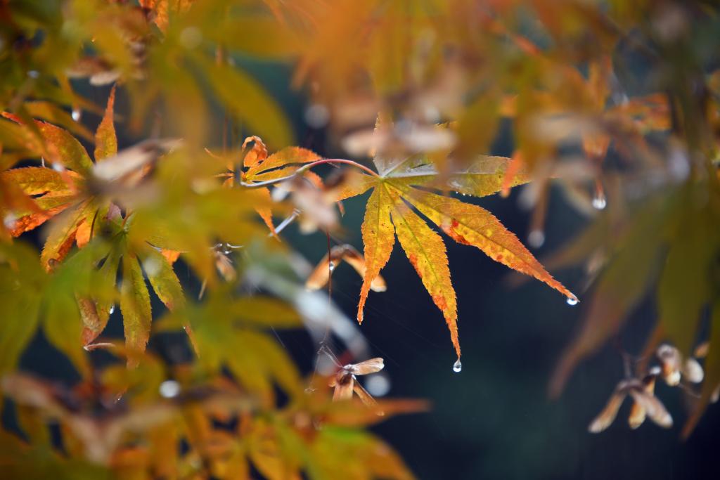 詩(shī)意中國(guó)丨丹楓萬(wàn)葉碧云邊，黃花千點(diǎn)幽巖下