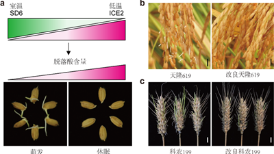 我國科學(xué)家找到調(diào)控水稻、小麥穗發(fā)芽的“開關(guān)”