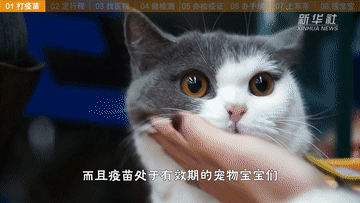 帶萌寵坐火車？你需要知道這些事！