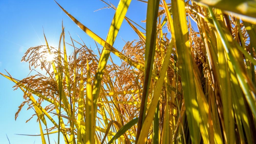 新華社評(píng)論員：抓好糧食安全這個(gè)“國之大者”