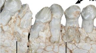 恐龍如何換牙？古生物學(xué)者揭秘古老角龍換牙方式