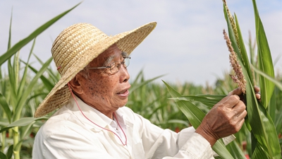 87歲，他在三亞南繁又一年