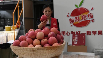 小蘋果創(chuàng)出產(chǎn)業(yè)大天地——陜西洛川蘋果產(chǎn)業(yè)集群見(jiàn)聞
