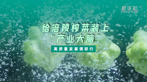 一顆青菜頭，緣何長(zhǎng)出百億產(chǎn)業(yè)？