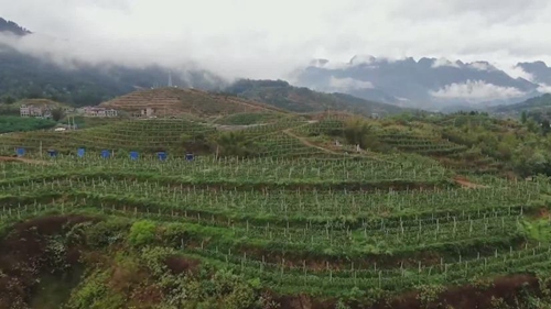 出新績(jī)：“生態(tài)循環(huán)”果園助力山地農(nóng)業(yè)“多面開花”
