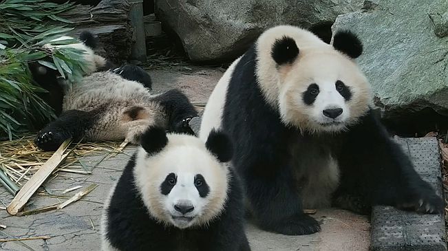 同時被兩只大熊貓盯上是什么體驗？