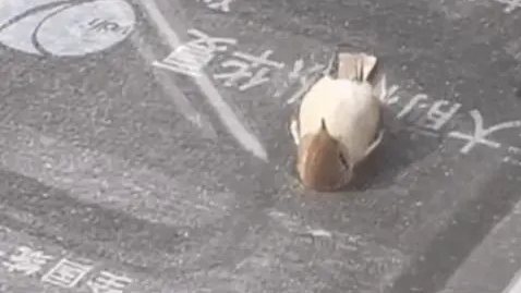 “小鳥躺平看天空”？真相有點難過