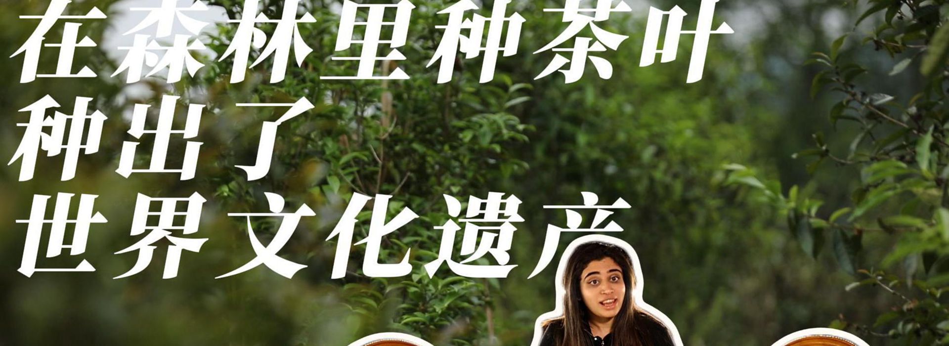 洋洋大觀｜在森林里種茶葉，種出了世界文化遺產(chǎn)