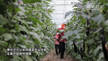 “中國(guó)蔬菜之鄉(xiāng)”壽光蔬菜產(chǎn)銷一線見(jiàn)聞
